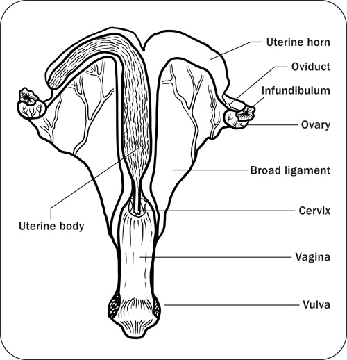 SEXUAL CYCLE IN ANIMALS, REPRODUCTIVE CYCLES, SEXUAL REFLEXES